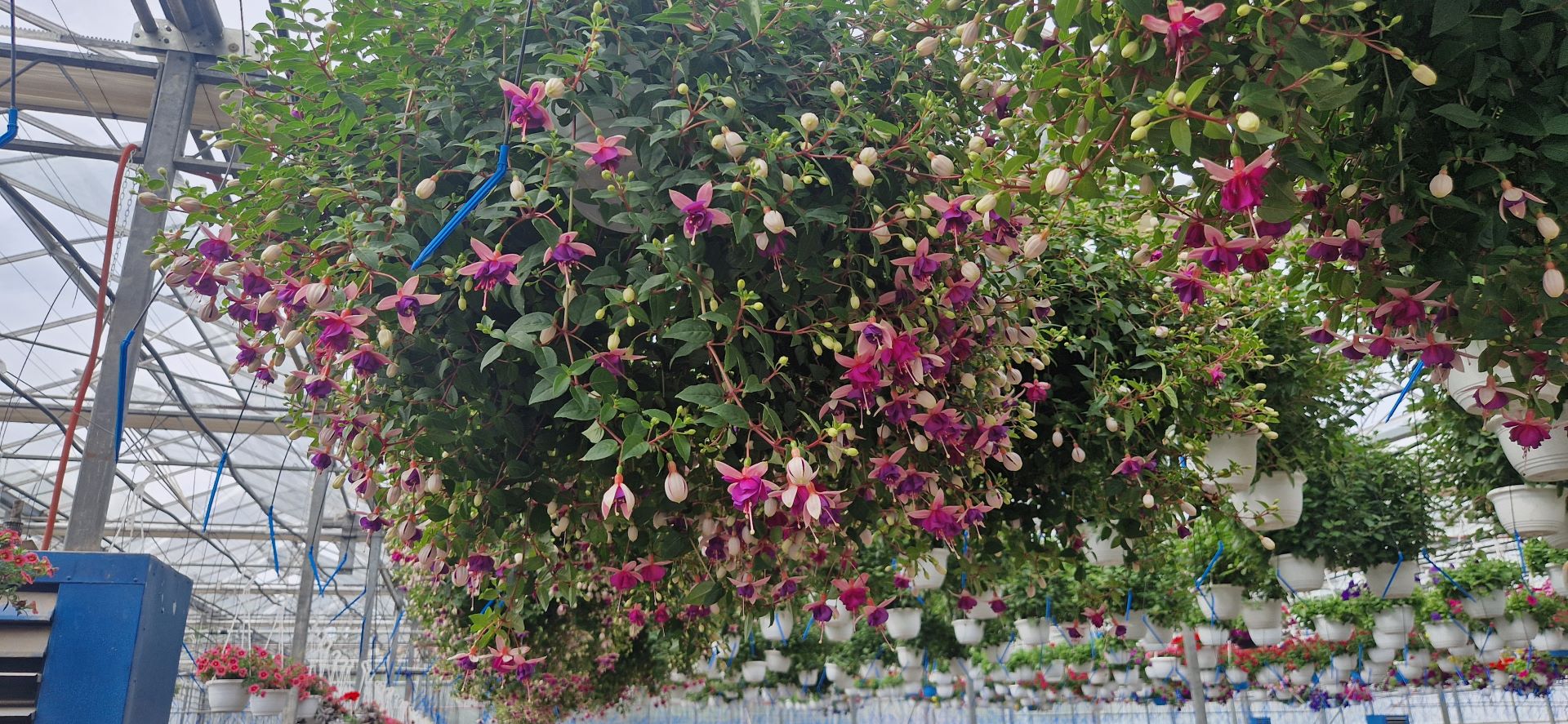Fuchsia / Minđušica